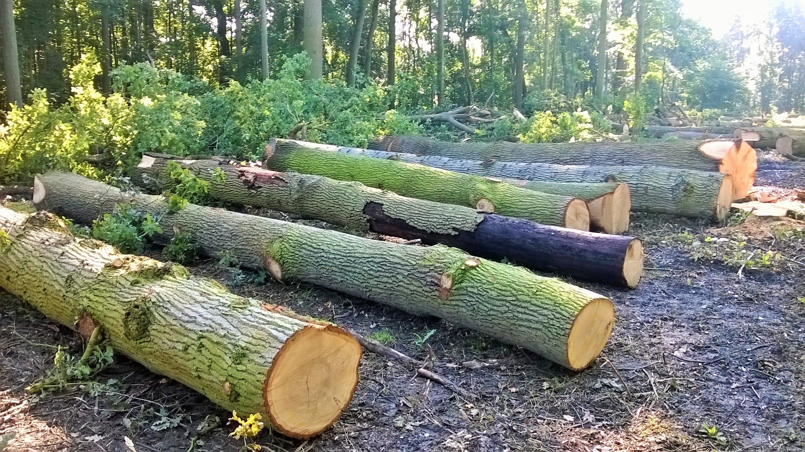 Turn a felled tree into beautiful timbers in Norfolk